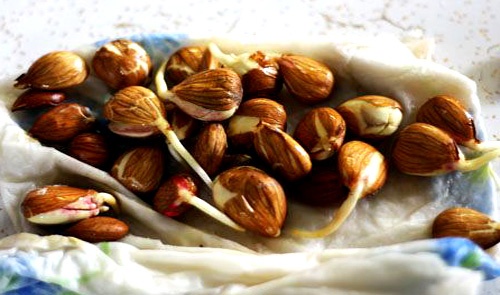 How To Grow Apricots From Seed