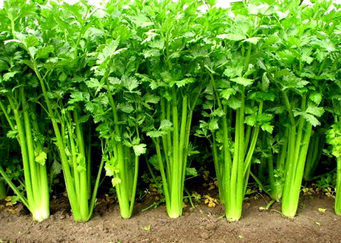 How To Grow Celery 