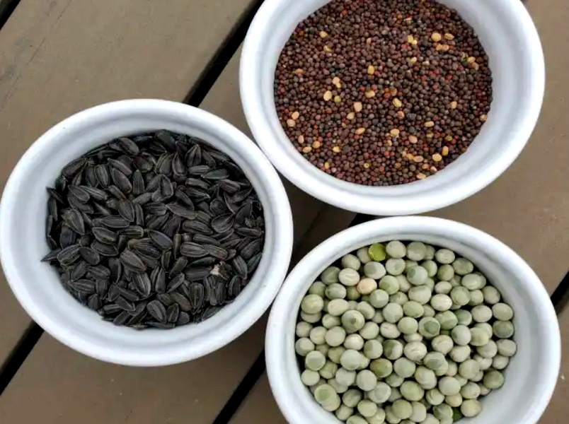 How To Grow Microgreens From Seeds