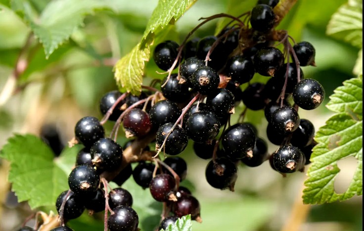 How To Grow Blackcurrant