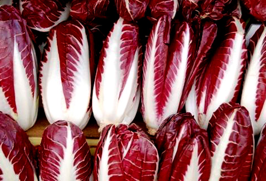 How To Grow Radicchio At Home