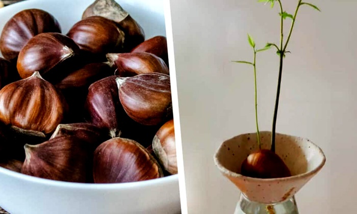 How To Grow Water Chestnuts In Container