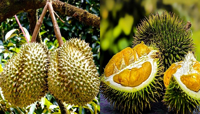 How To Grow Durian