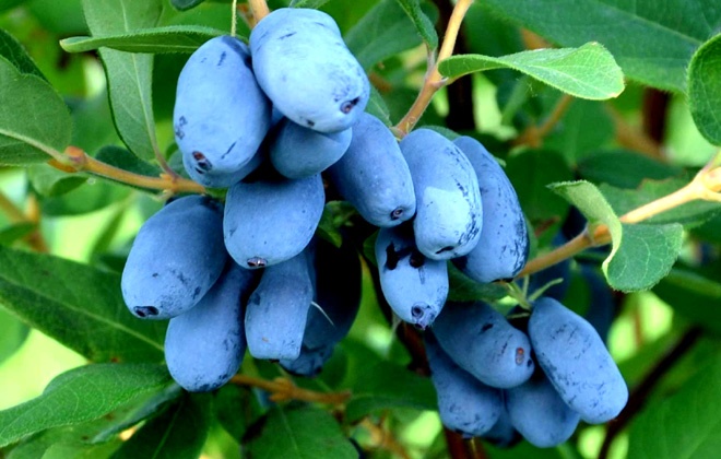 How To Grow Honeyberries