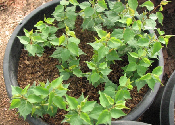 How To Grow Apricots From Seed