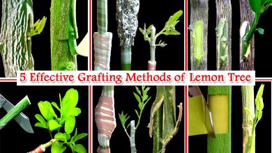 5 Effective Grafting Methods of Lemon Tree Latest Technique