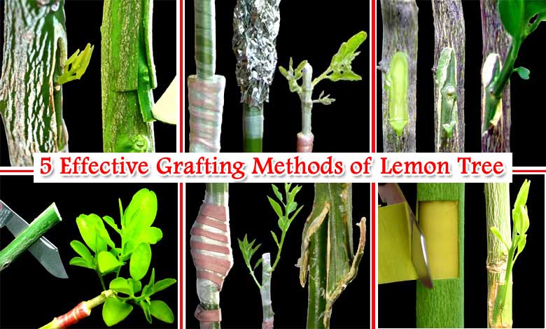 5 Effective Grafting Methods of Lemon Tree Latest Technique