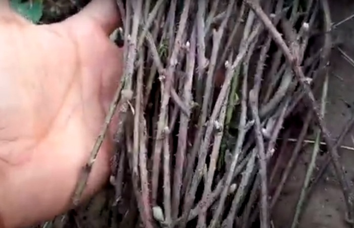 How To Grow Salmonberries From Cuttings