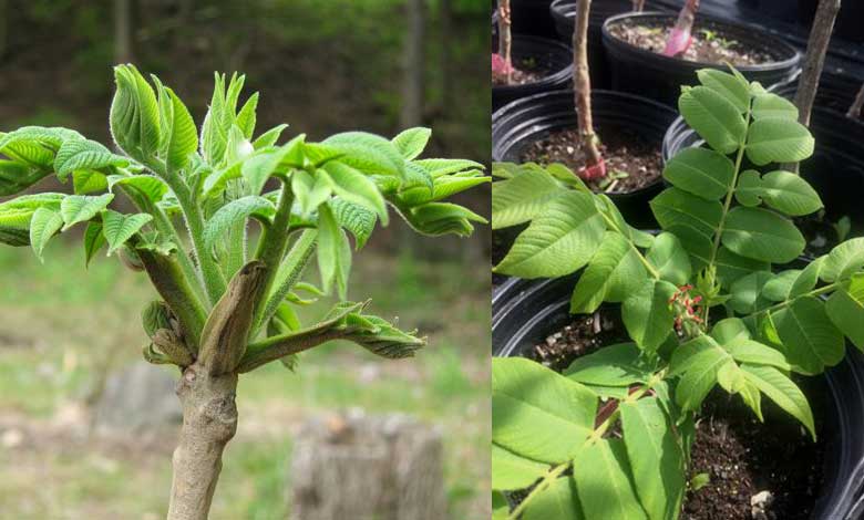 Heartnut Tree Growing And Harvesting