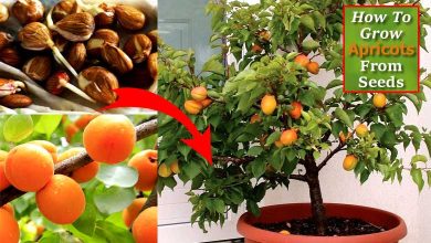 How To Grow Apricots From Seed In Your Garden