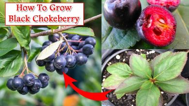 How To Grow Black Chokeberry