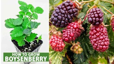 How To Grow Boysenberries