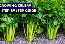 How To Grow Celery In Your Garden All About Celery