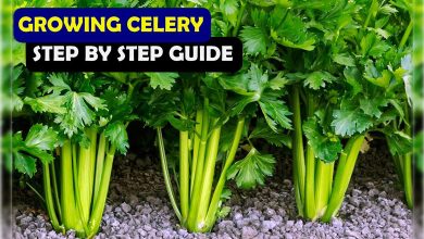 How To Grow Celery In Your Garden All About Celery