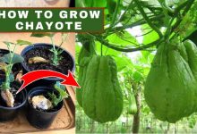 How To Grow Chayote Squash In Container