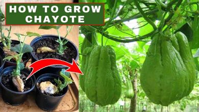 How To Grow Chayote Squash In Container