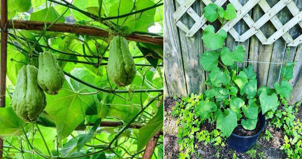 How To Grow Chayote Squash In Container/Bucket SVG
