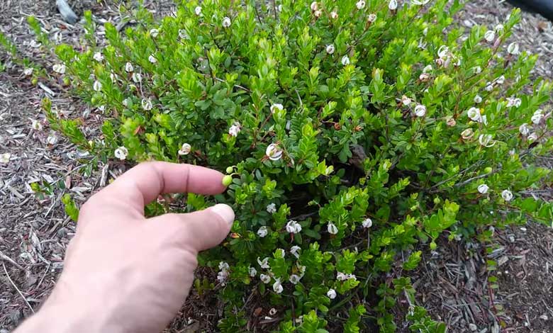 How To Grow Cranberries At Home From Seeds