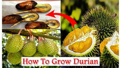 How To Grow Durian