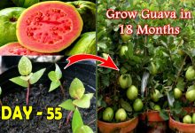 How To Grow Guava In Pot From Seeds