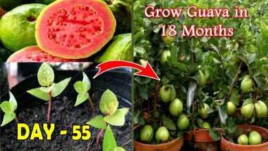 How To Grow Guava In Pot From Seeds