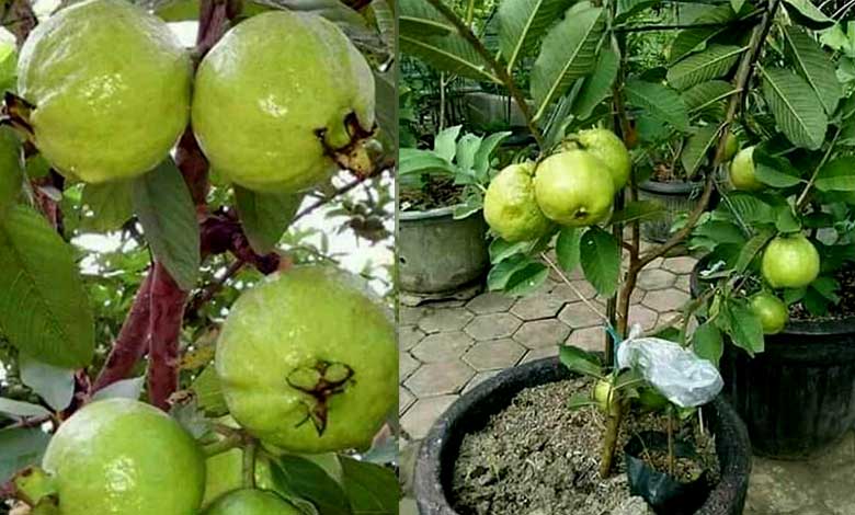 How To Grow Guava In Pot