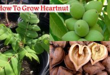 How To Grow Heartnut
