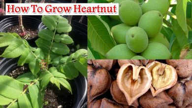 How To Grow Heartnut