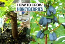How To Grow Honeyberries Delicious Fruit In Your Garden