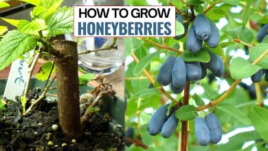 How To Grow Honeyberries Delicious Fruit In Your Garden