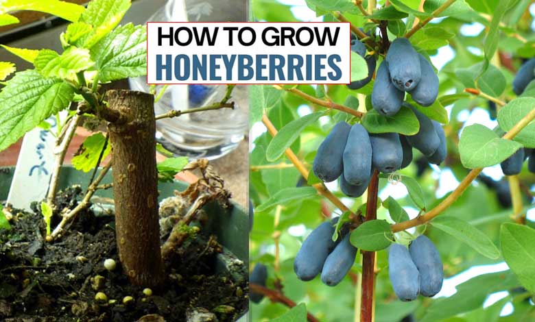 How To Grow Honeyberries Delicious Fruit In Your Garden