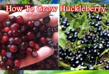 How To Grow Huckleberry