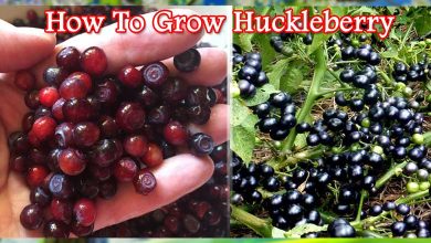How To Grow Huckleberry