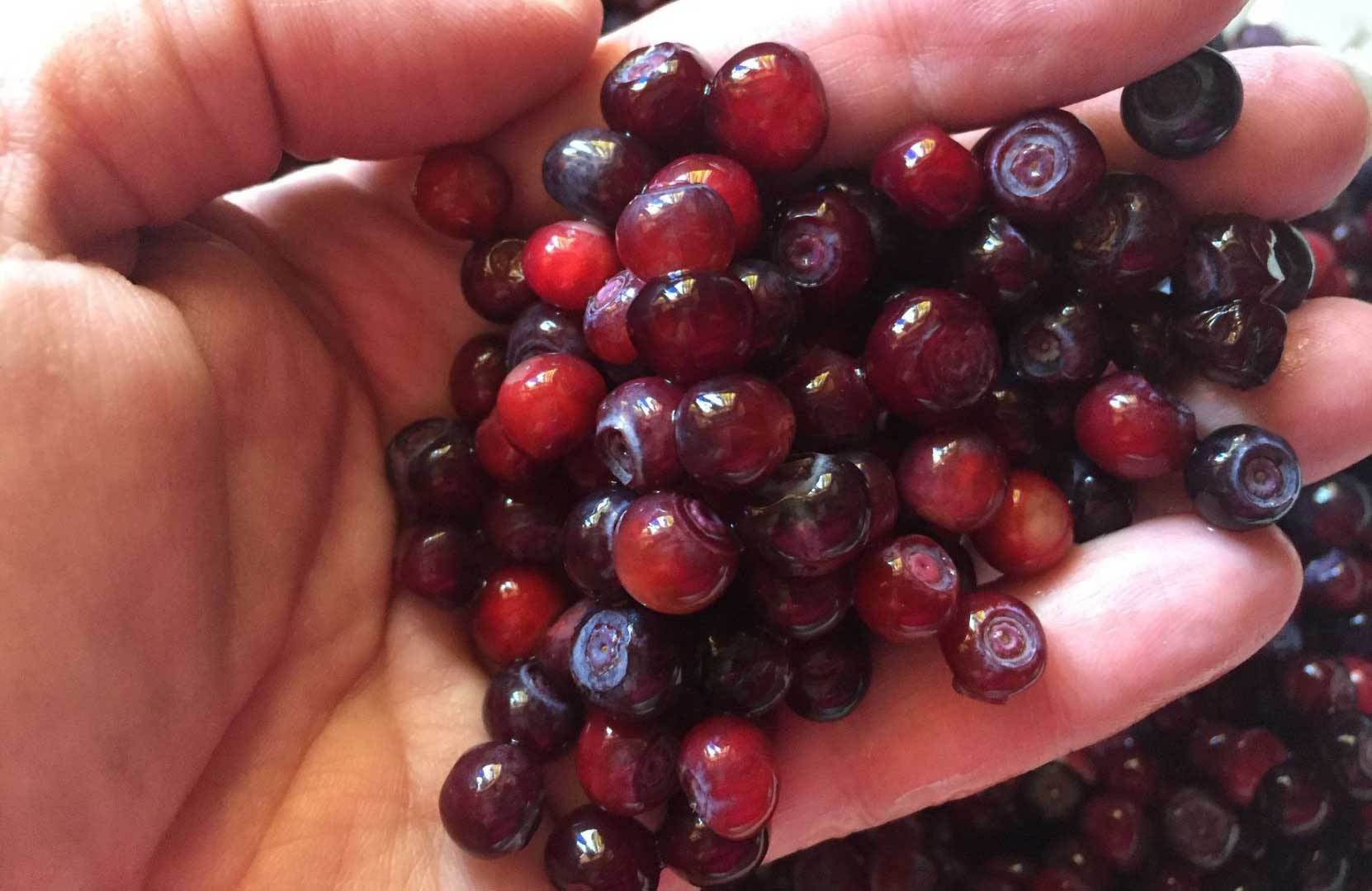 How To Grow Huckleberry Proper Growing Method