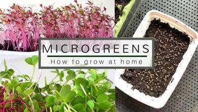 How To Grow Microgreens From Seeds Surprise In The Food List