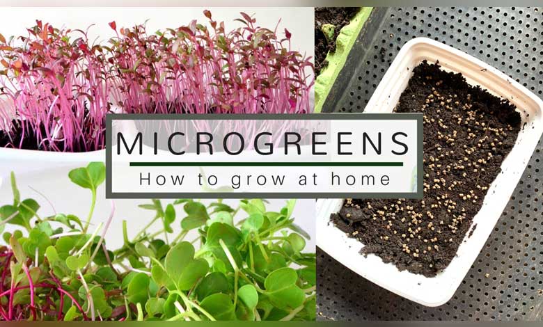 How To Grow Microgreens From Seeds Surprise In The Food List