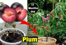 How To Grow Plum Tree From Seeds In Pot