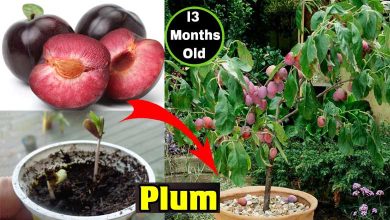 How To Grow Plum Tree From Seeds In Pot