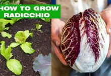 How To Grow Radicchio At Home