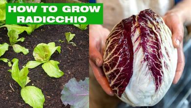 How To Grow Radicchio At Home