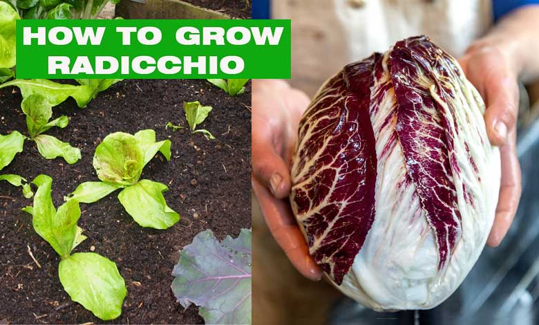 How To Grow Radicchio At Home