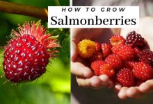 How To Grow Salmonberries From Cuttings