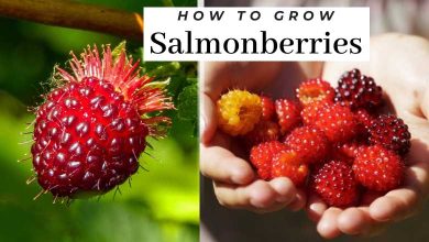 How To Grow Salmonberries From Cuttings