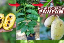 How To Grow Sweet Pawpaws In Pot or Container