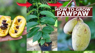 How To Grow Sweet Pawpaws In Pot or Container