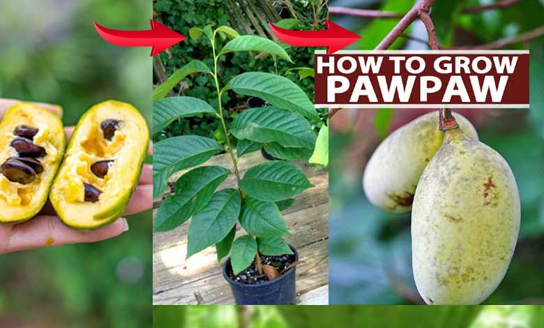 How To Grow Sweet Pawpaws In Pot or Container