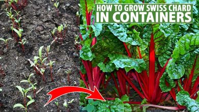 How To Grow Swiss Chard In Containers