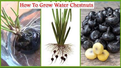 How To Grow Water Chestnuts In Container Energetic Fruit