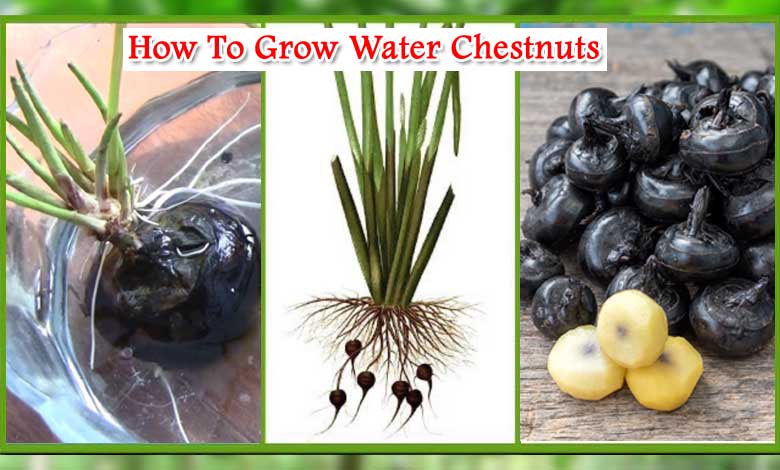 How To Grow Water Chestnuts In Container Energetic Fruit