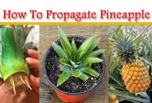 How To Propagate Pineapple From Easy Method